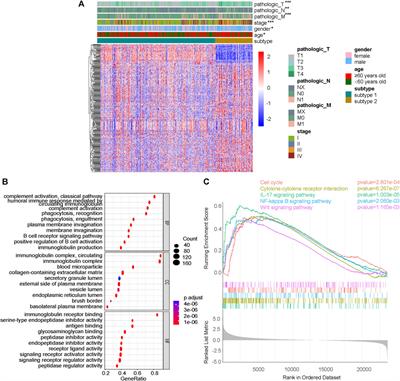 Identification of molecular subtypes and diagnostic model in clear cell renal cell carcinoma based on collagen-related genes may predict the response of immunotherapy